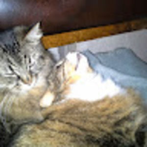 Meet your Posher, Jeannie